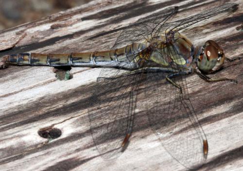 Sympetrum striolatum